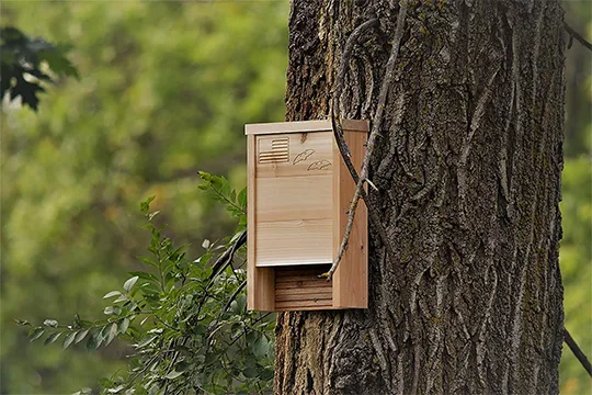 best bat house